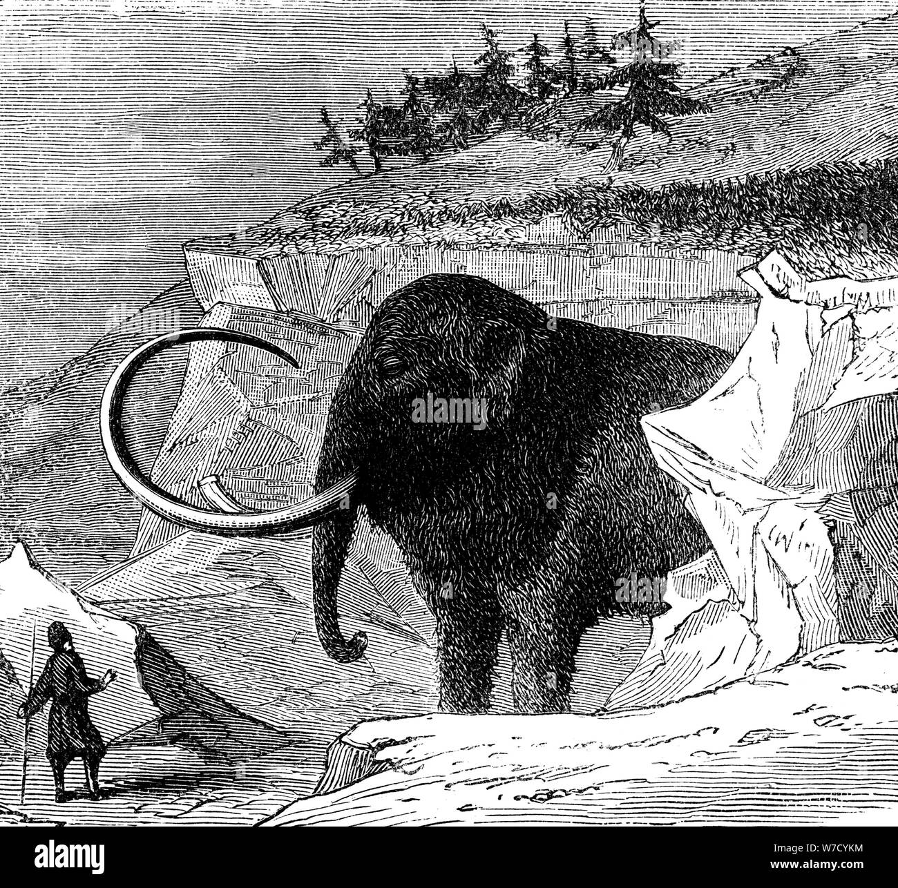 Scoperta di un mammut lanosi, 1779 (c1870). Artista: sconosciuto Foto Stock