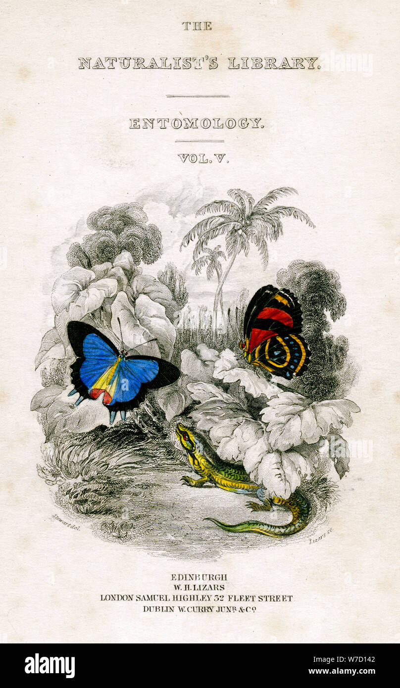 'Il naturalista della Biblioteca entomologia, Vol V', farfalle, c1833-1865.Artista: William Home Lizars Foto Stock
