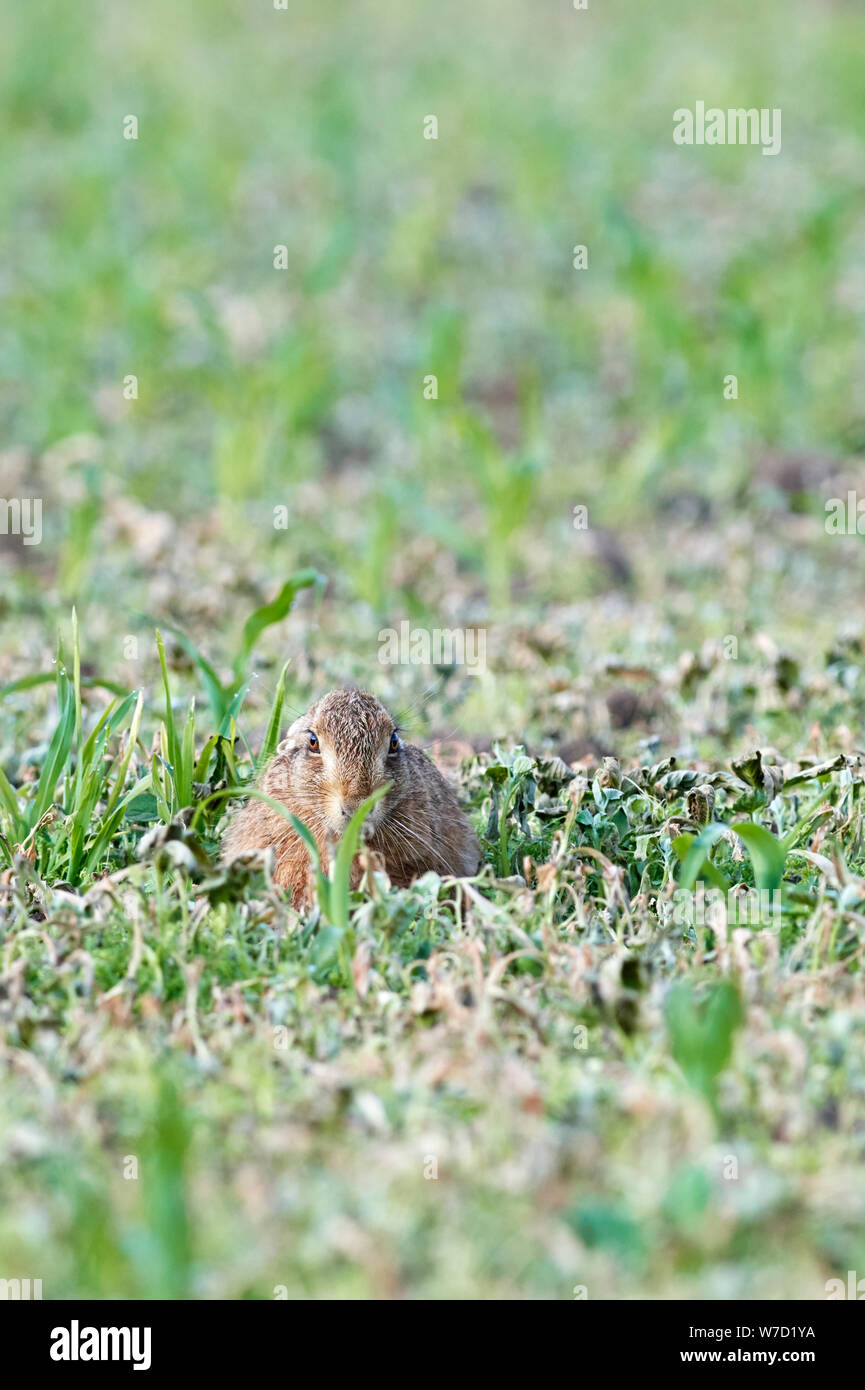 Brown lepre (Lepus europaeus) REGNO UNITO Foto Stock