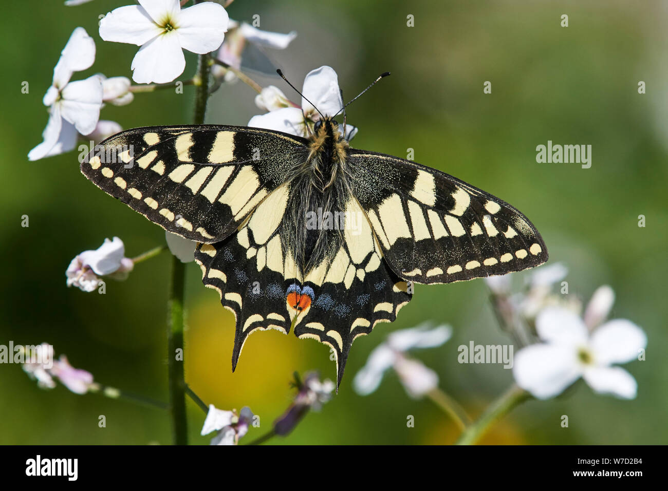 A coda di rondine (farfalla Papilio machaon britannicus) REGNO UNITO Foto Stock