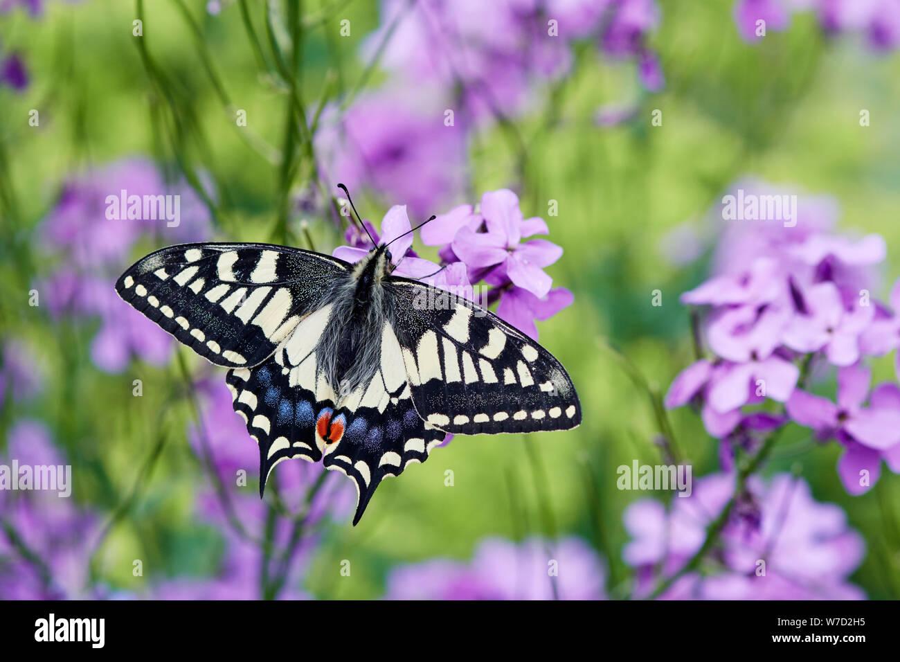 A coda di rondine (farfalla Papilio machaon britannicus) REGNO UNITO Foto Stock