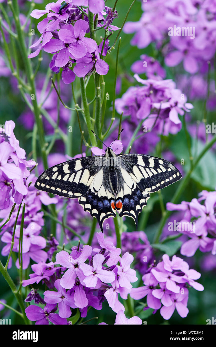 A coda di rondine (farfalla Papilio machaon britannicus) REGNO UNITO Foto Stock