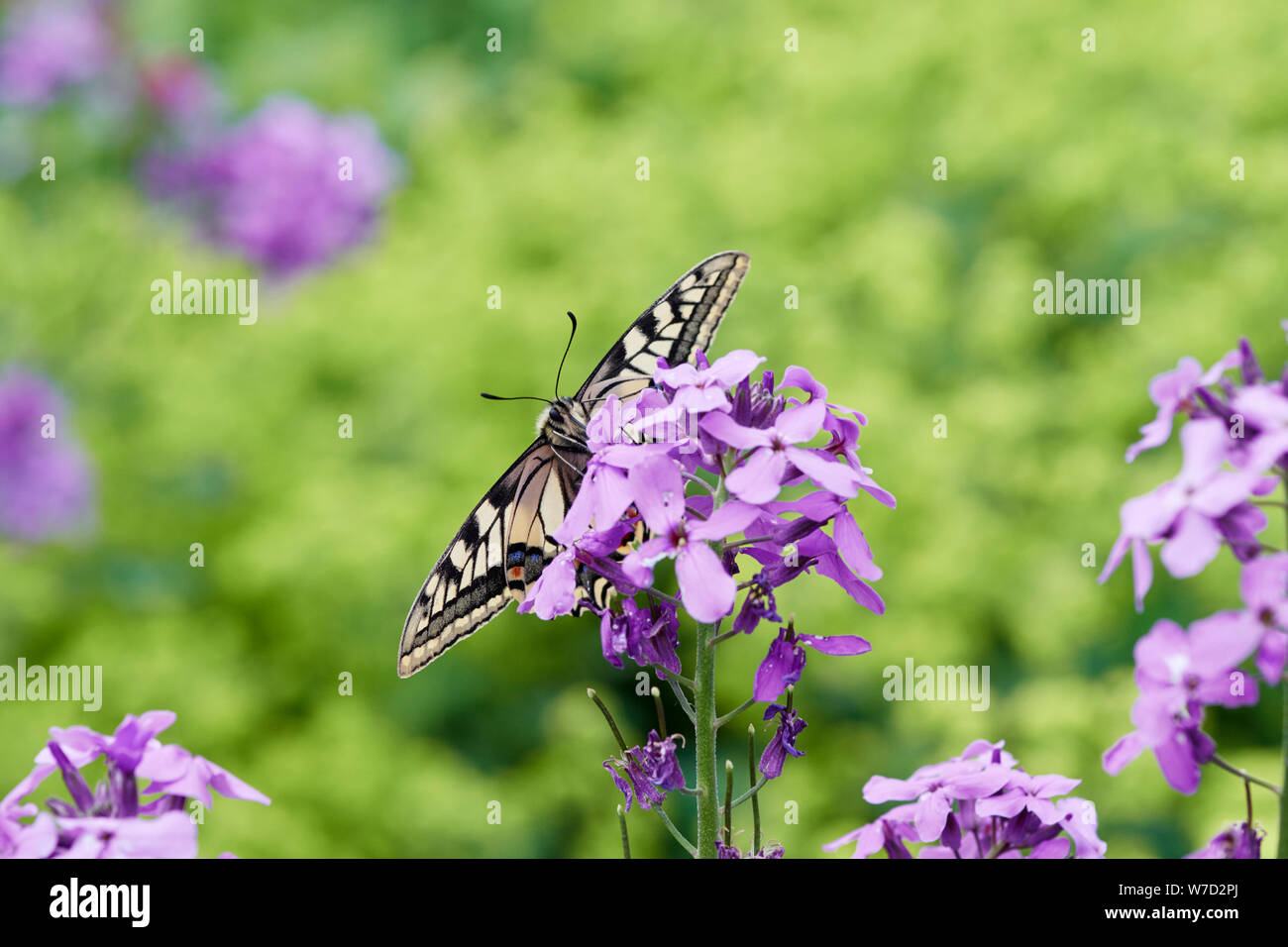 A coda di rondine (farfalla Papilio machaon britannicus) REGNO UNITO Foto Stock