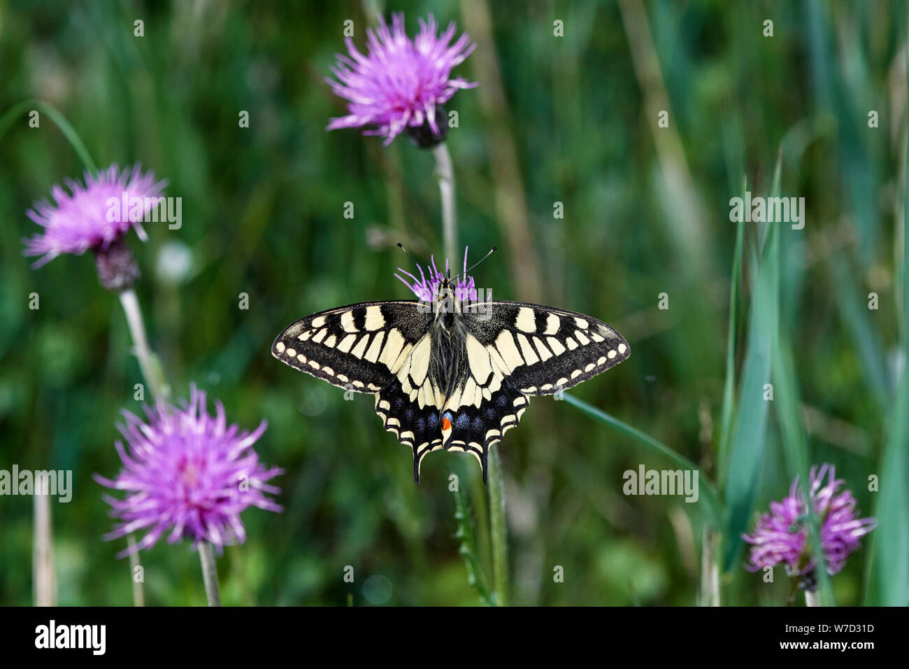 A coda di rondine (farfalla Papilio machaon britannicus) REGNO UNITO Foto Stock