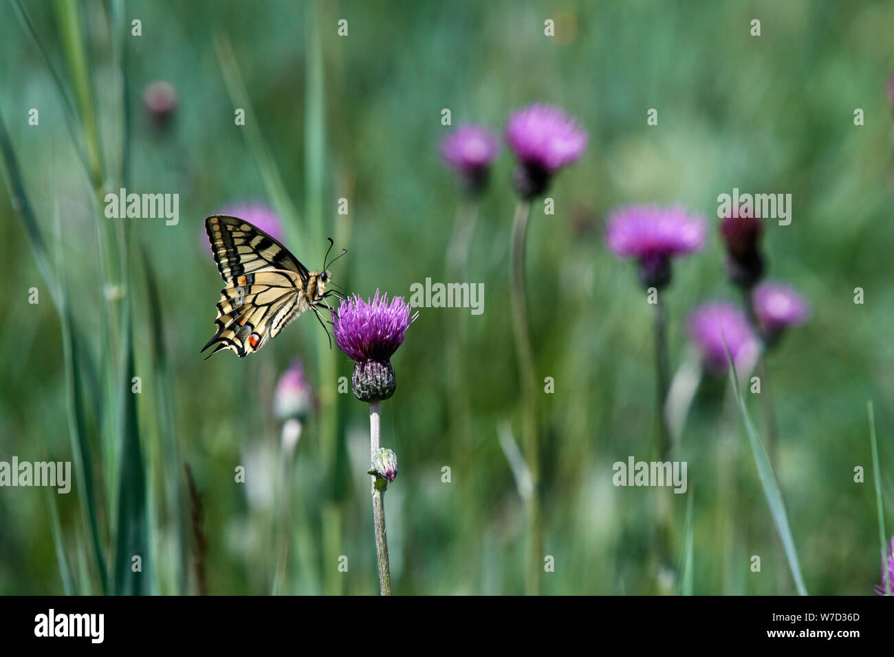 A coda di rondine (farfalla Papilio machaon britannicus) REGNO UNITO Foto Stock