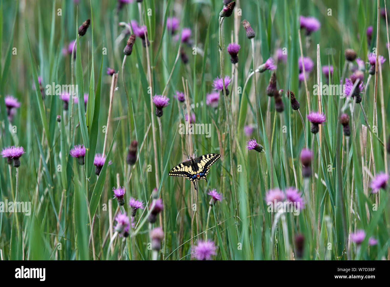 A coda di rondine (farfalla Papilio machaon britannicus) REGNO UNITO Foto Stock