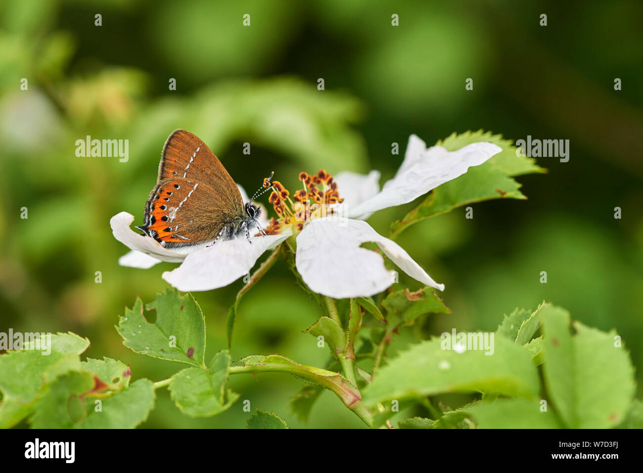 Hairstreak nero (farfalla Satyrium pruni) REGNO UNITO Foto Stock