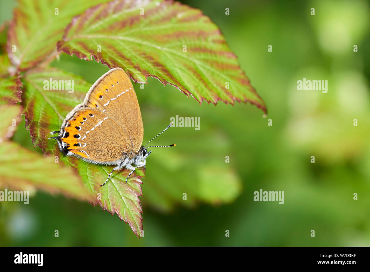 Hairstreak nero (farfalla Satyrium pruni) REGNO UNITO Foto Stock