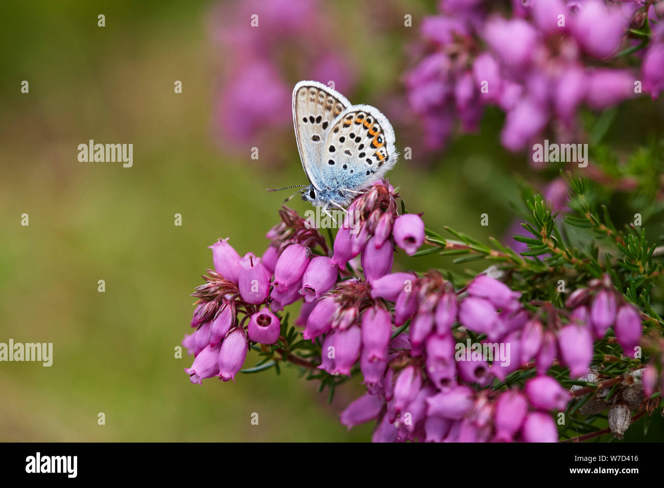 Argento-blu chiodati butterfly (Plebejus argus) REGNO UNITO Foto Stock