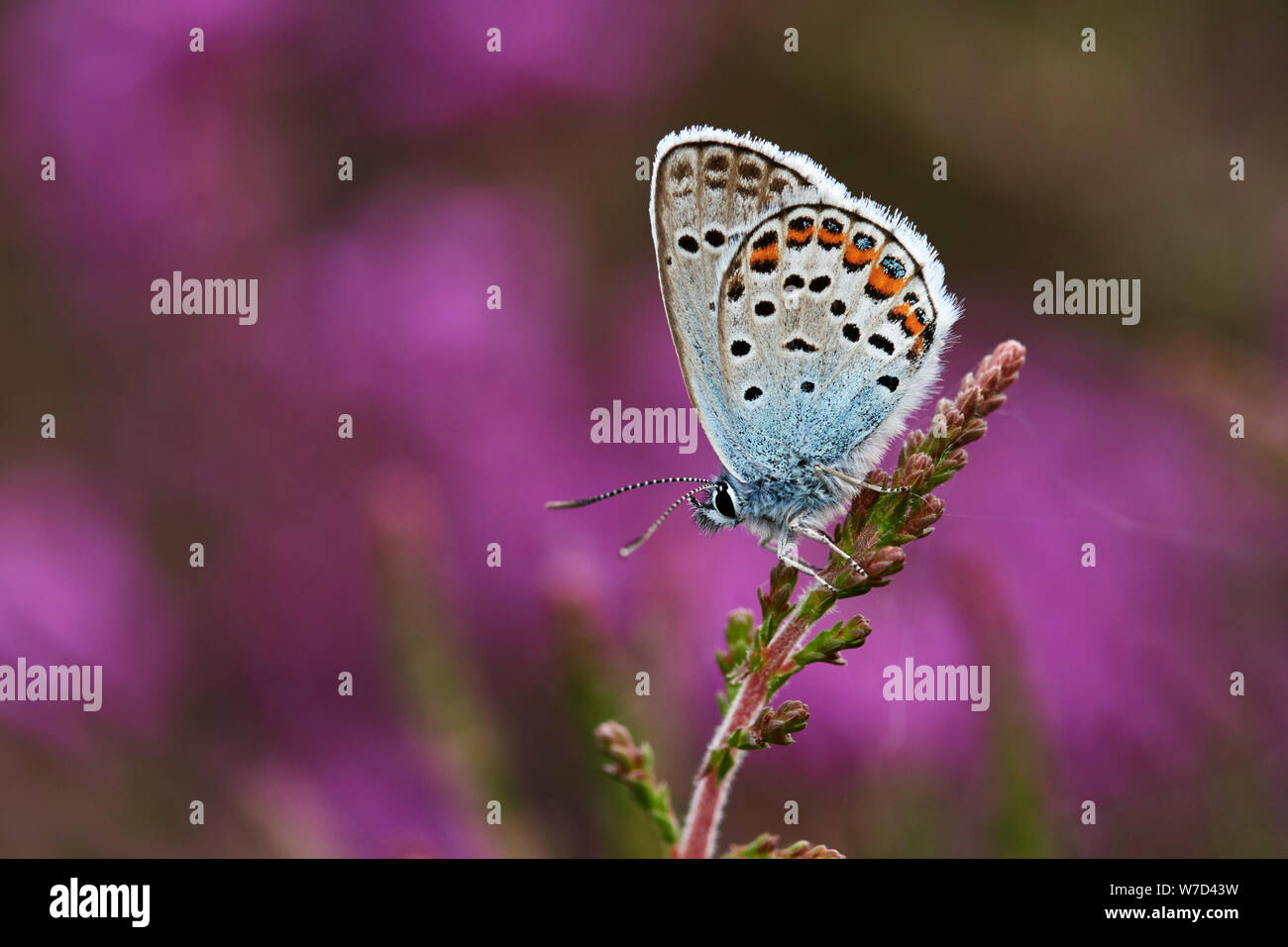 Argento-blu chiodati butterfly (Plebejus argus) REGNO UNITO Foto Stock