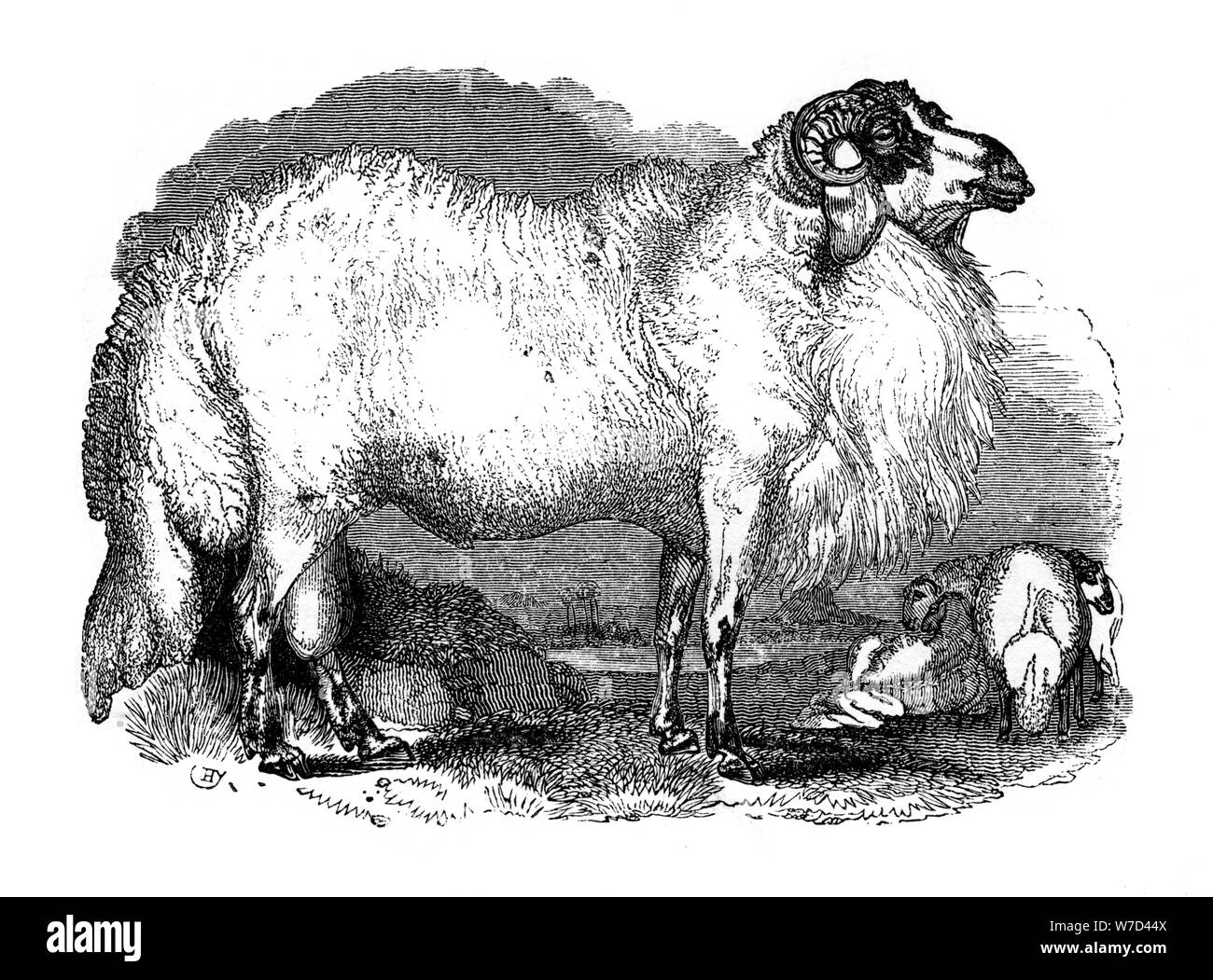 Fat-tailed pecore di Siria, 1848. Artista: sconosciuto Foto Stock