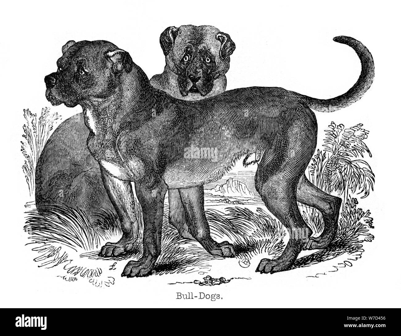 Bulldog, 1848. Artista: sconosciuto Foto Stock