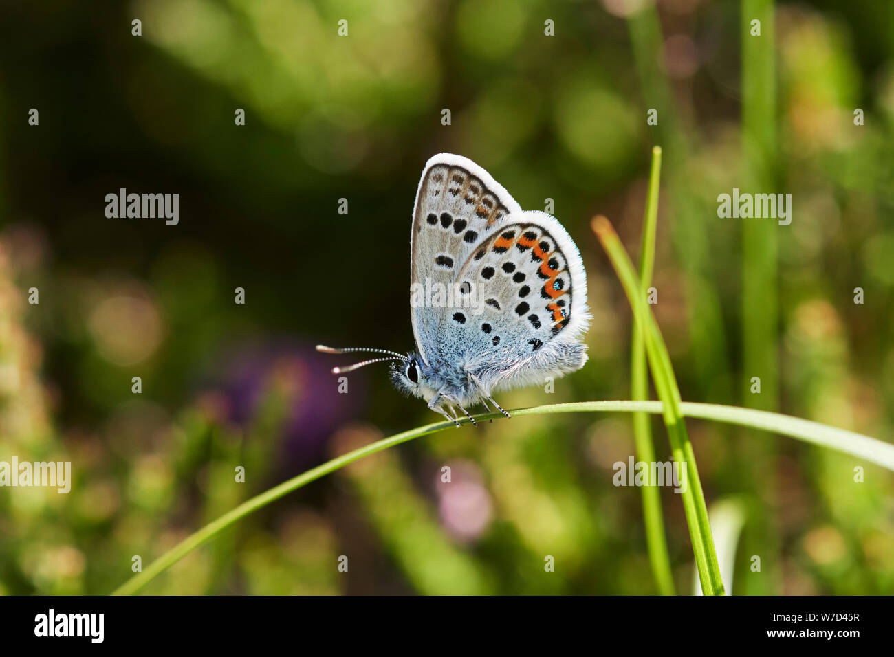 Argento-blu chiodati butterfly (Plebejus argus) REGNO UNITO Foto Stock