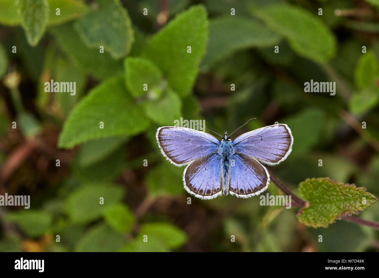 Argento-blu chiodati butterfly (Plebejus argus) REGNO UNITO Foto Stock