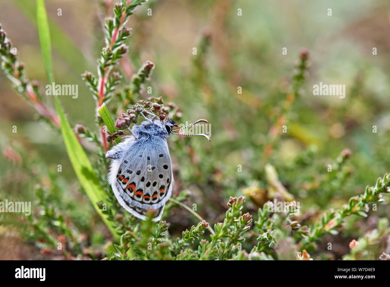 Argento-blu chiodati butterfly (Plebejus argus) REGNO UNITO Foto Stock