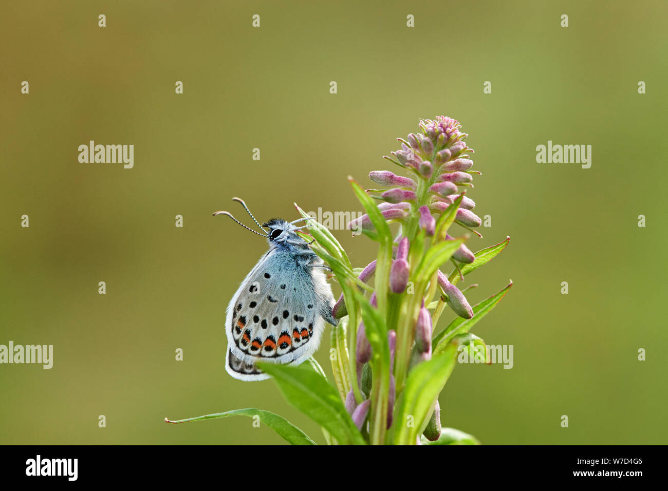 Argento-blu chiodati butterfly (Plebejus argus) REGNO UNITO Foto Stock