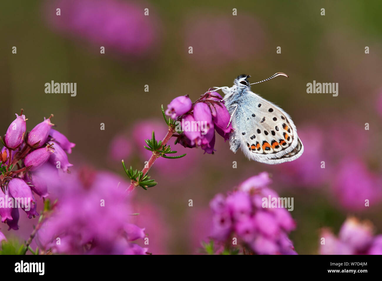Argento-blu chiodati butterfly (Plebejus argus) REGNO UNITO Foto Stock