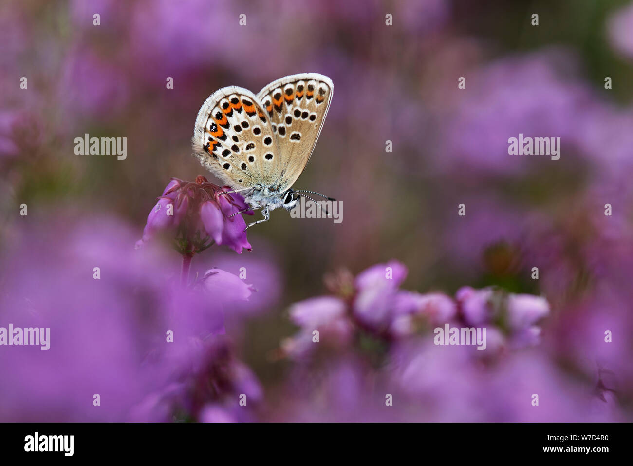 Argento-blu chiodati butterfly (Plebejus argus) REGNO UNITO Foto Stock