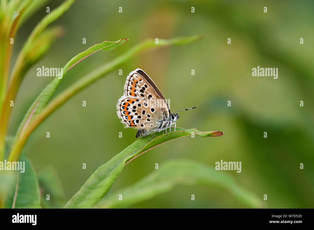 Argento-blu chiodati butterfly (Plebejus argus) REGNO UNITO Foto Stock