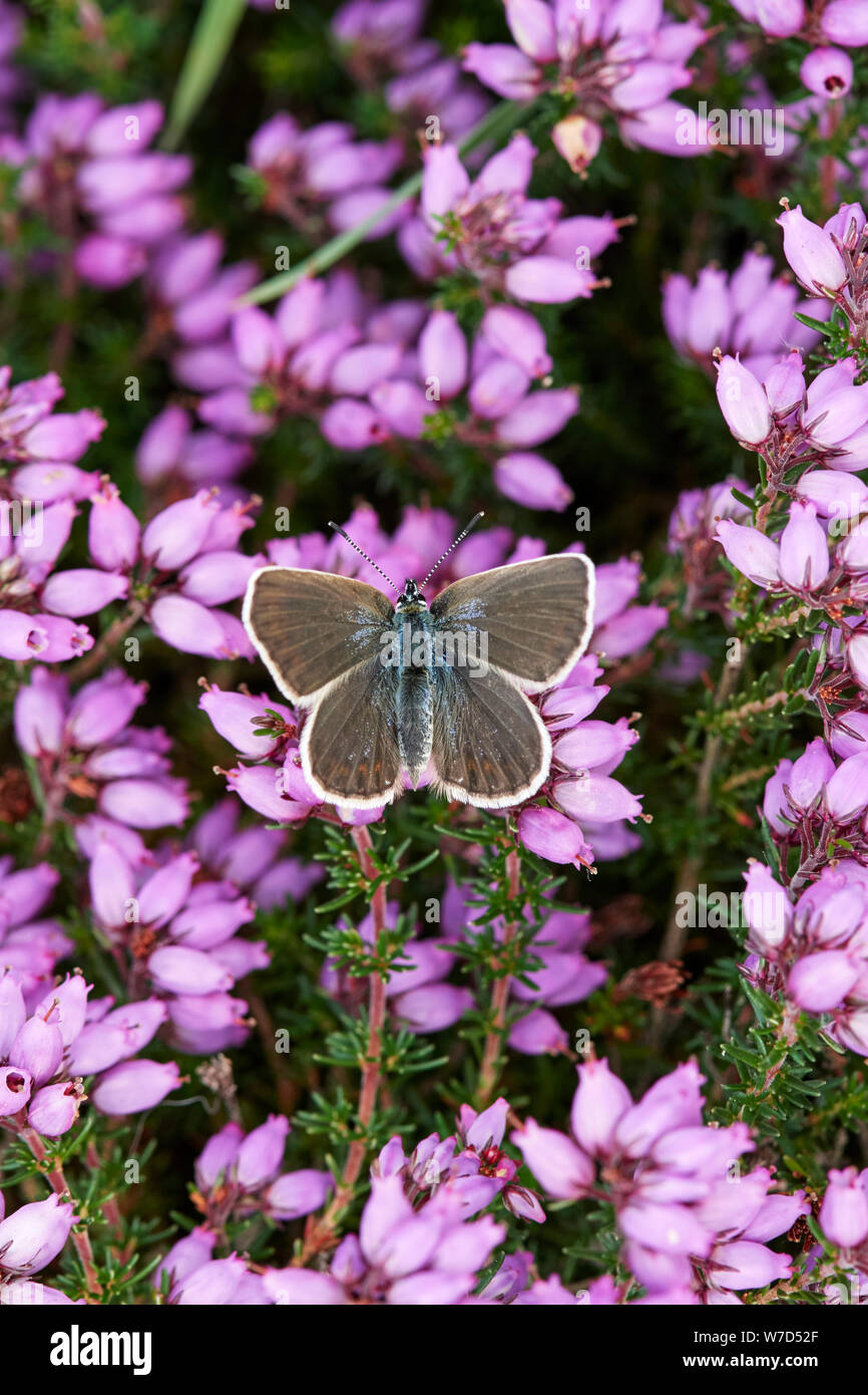 Argento-blu chiodati butterfly (Plebejus argus) REGNO UNITO Foto Stock