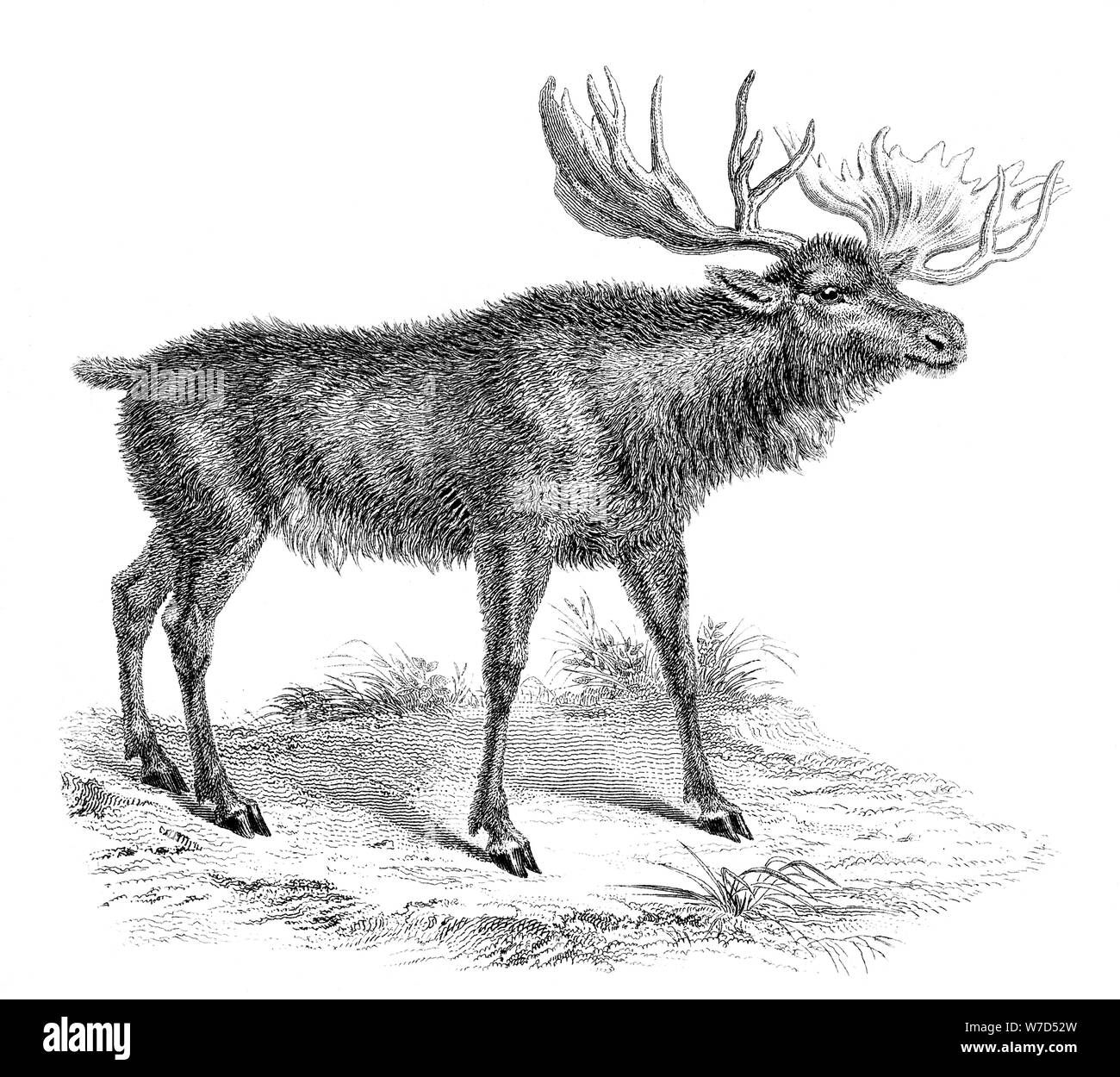 'Moose cervi", XIX secolo. Artista: sconosciuto Foto Stock