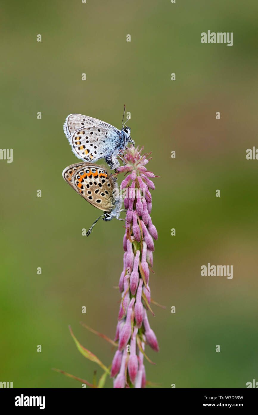 Argento-blu chiodati butterfly (Plebejus argus) REGNO UNITO Foto Stock