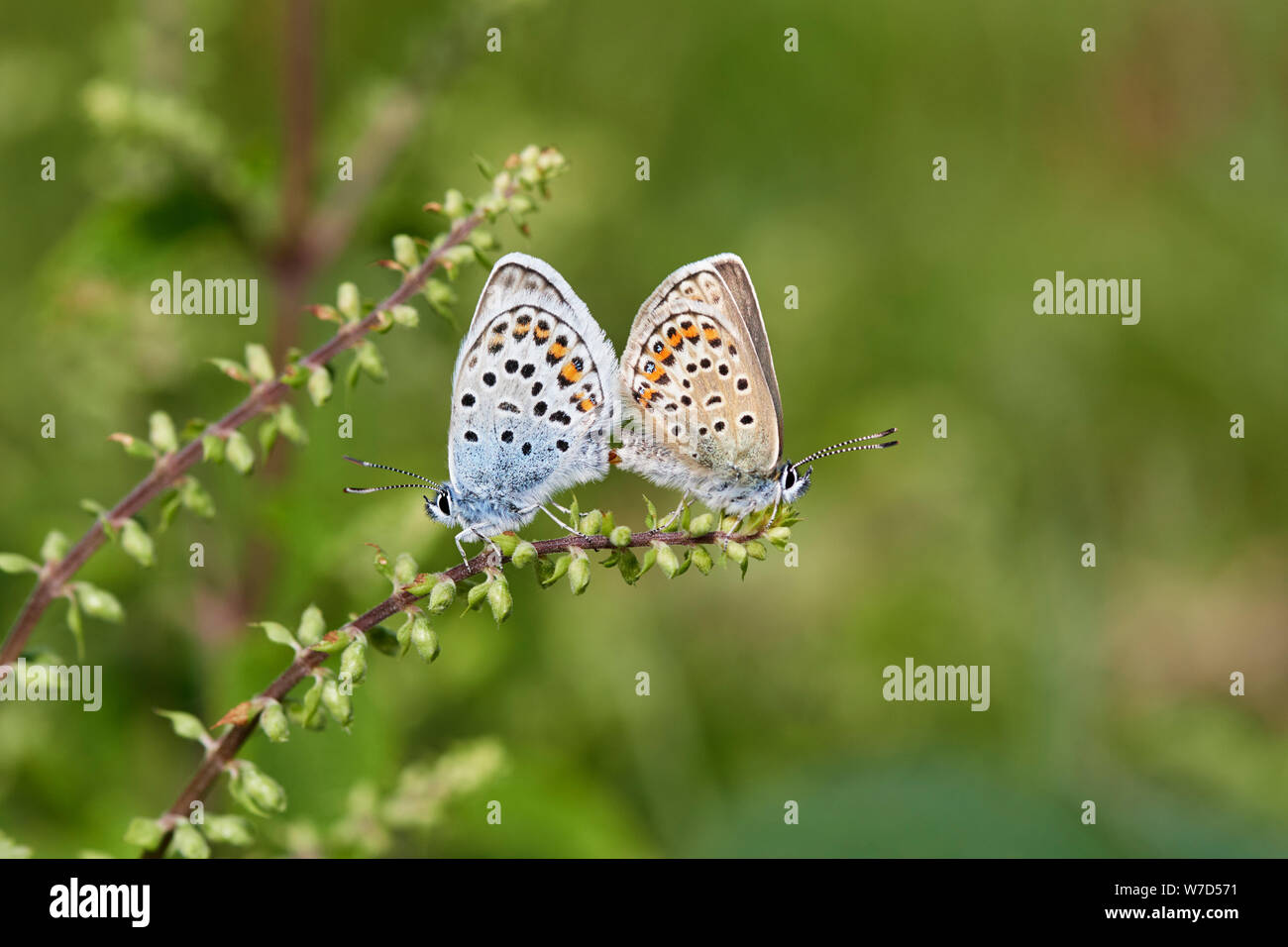 Argento-blu chiodati butterfly (Plebejus argus) REGNO UNITO Foto Stock