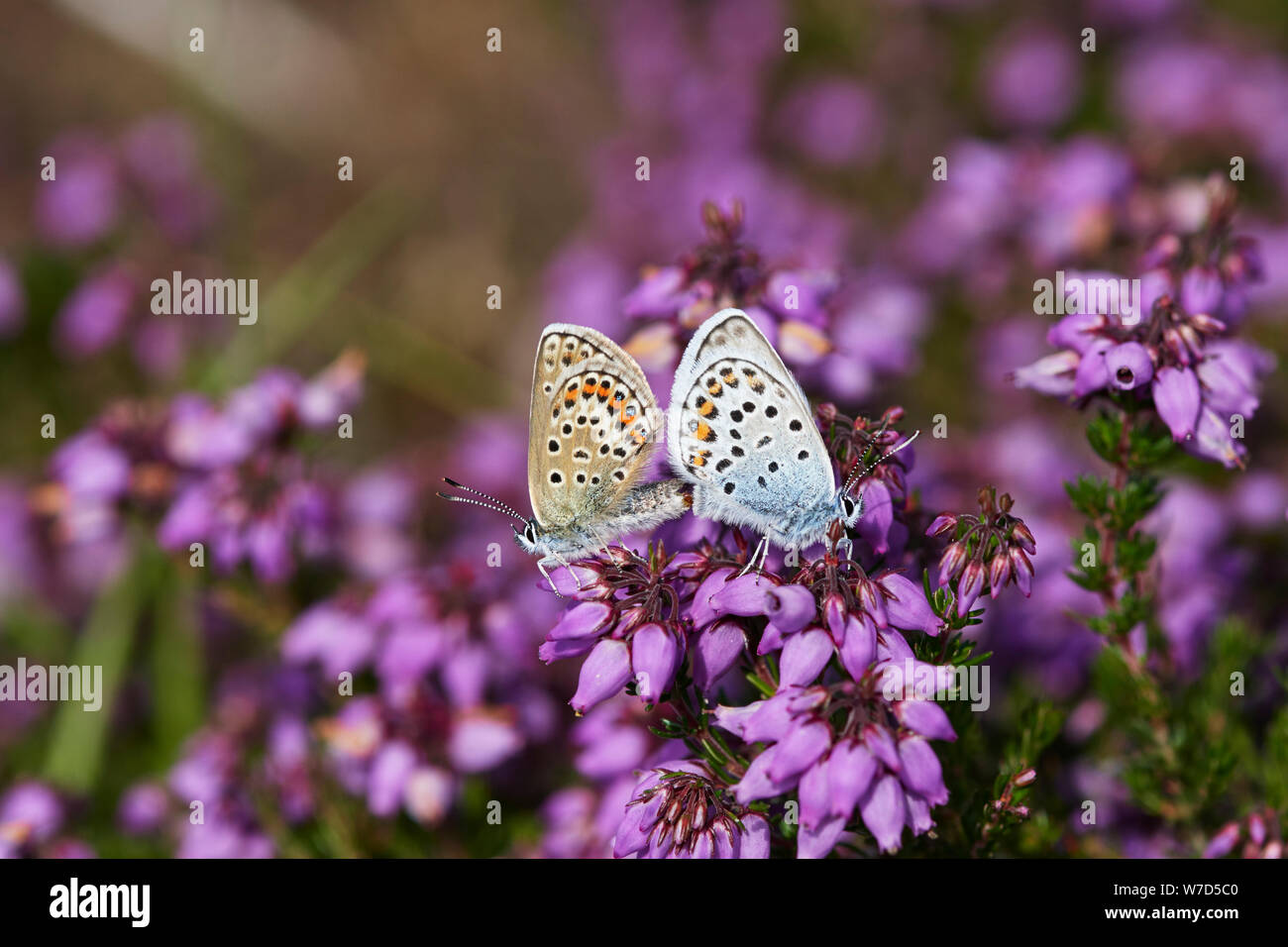Argento-blu chiodati butterfly (Plebejus argus) REGNO UNITO Foto Stock