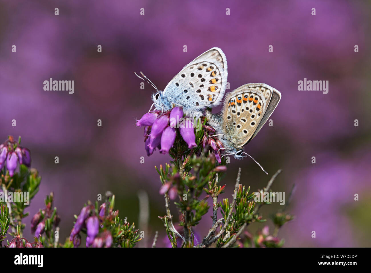 Argento-blu chiodati butterfly (Plebejus argus) REGNO UNITO Foto Stock