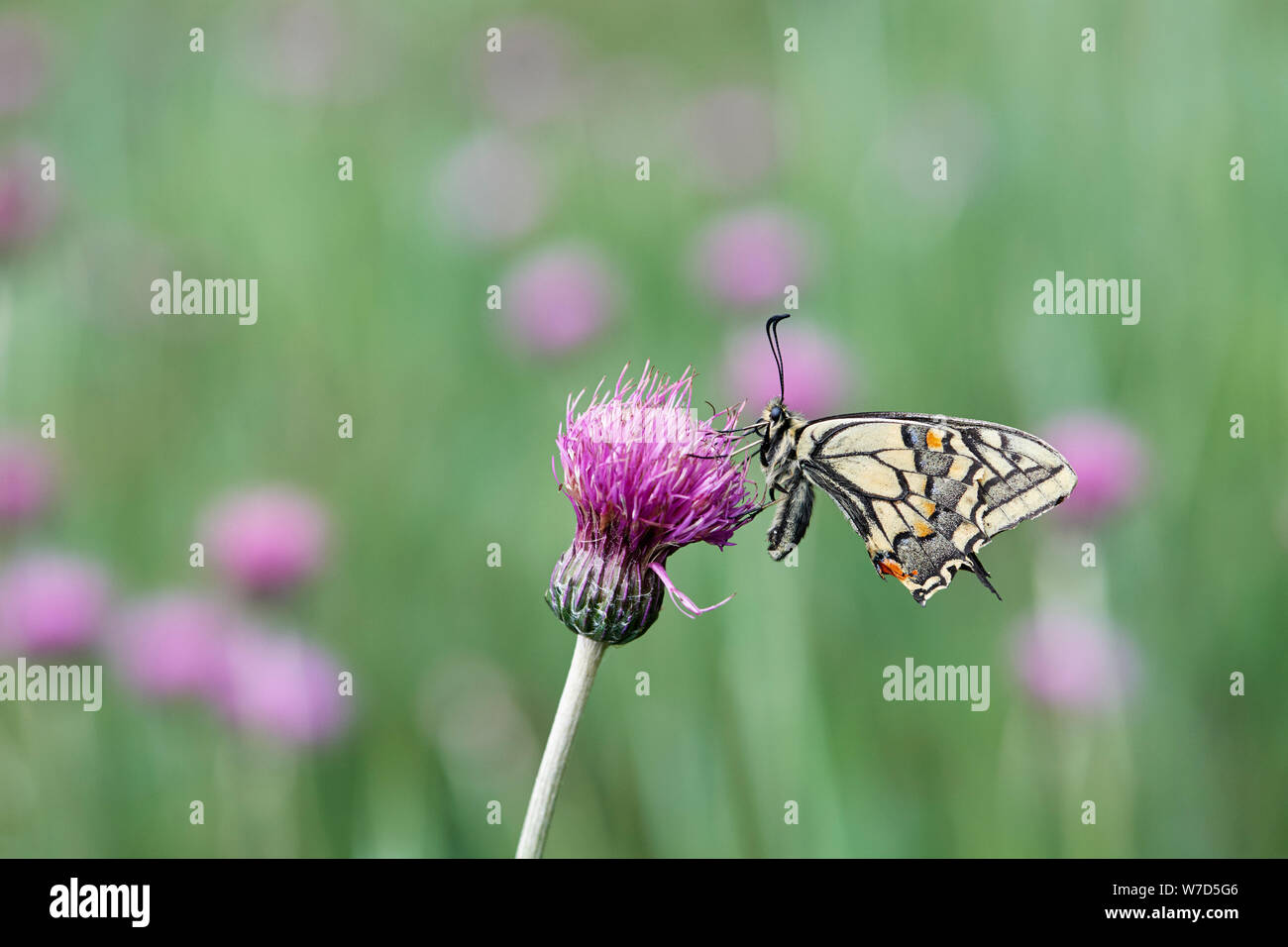 A coda di rondine (farfalla Papilio machaon britannicus) REGNO UNITO Foto Stock