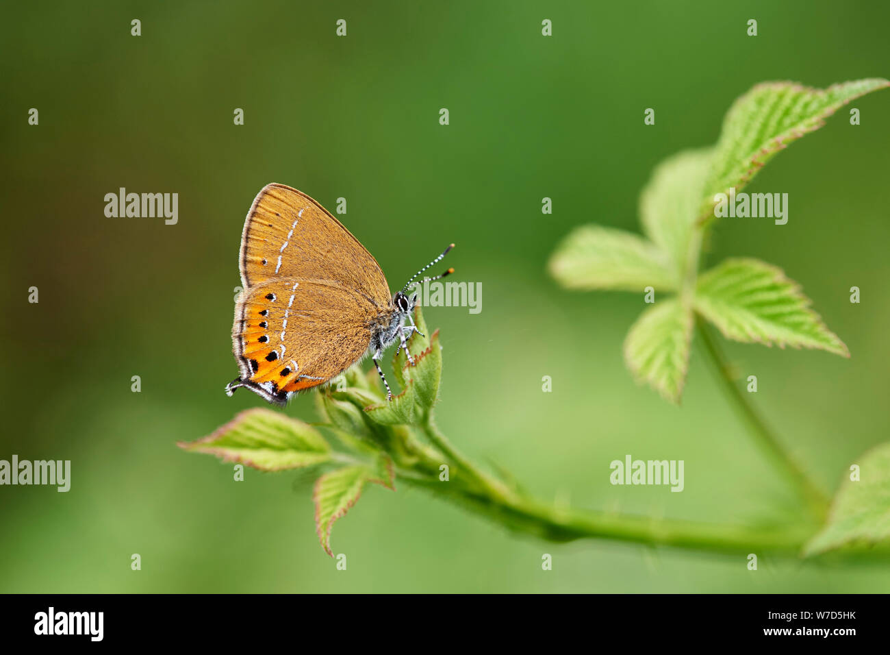 Hairstreak nero (farfalla Satyrium pruni) REGNO UNITO Foto Stock