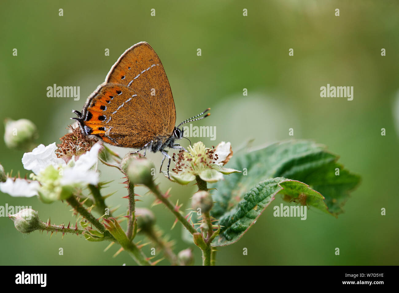 Hairstreak nero (farfalla Satyrium pruni) REGNO UNITO Foto Stock