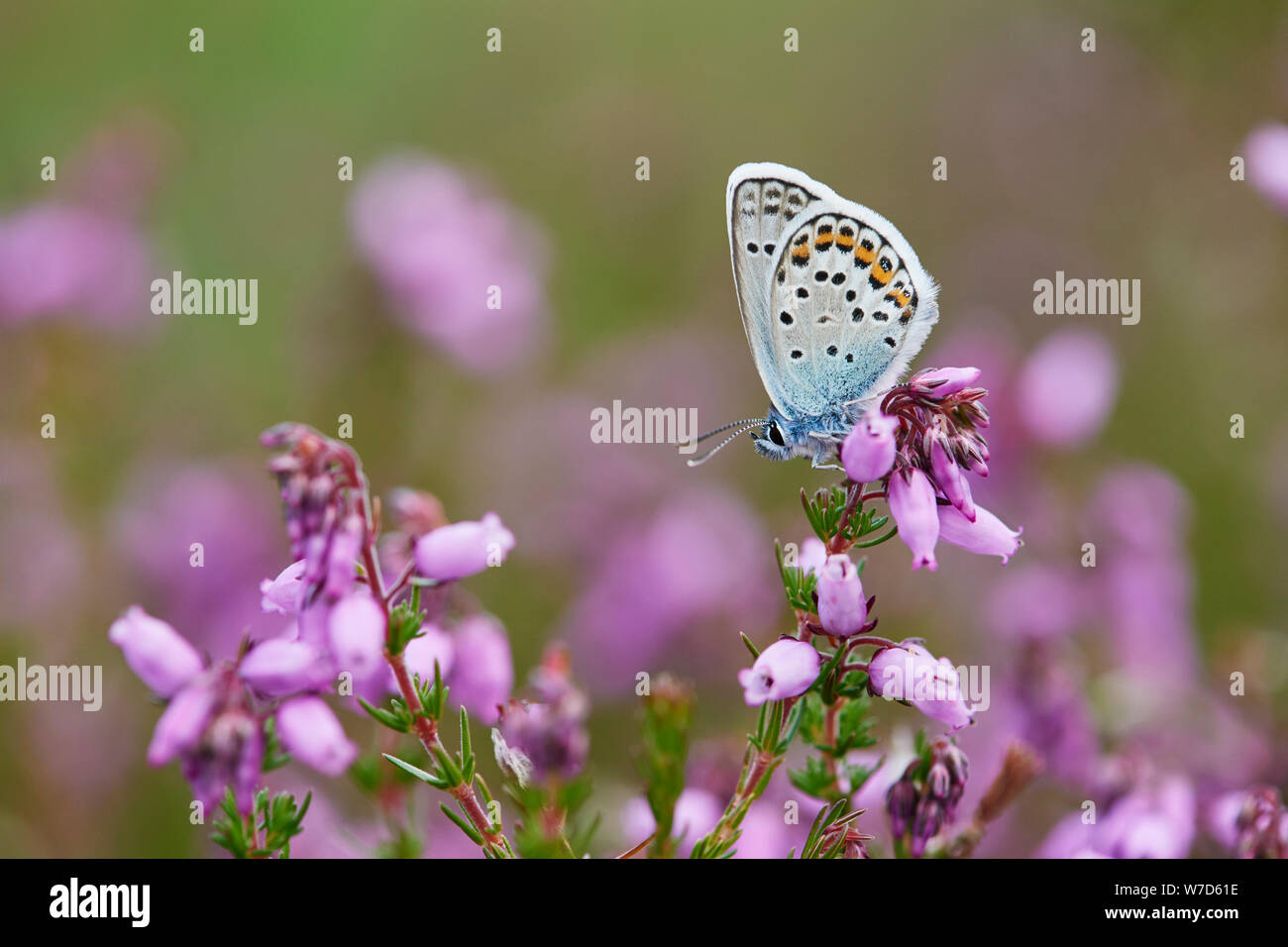 Argento-blu chiodati butterfly (Plebejus argus) REGNO UNITO Foto Stock