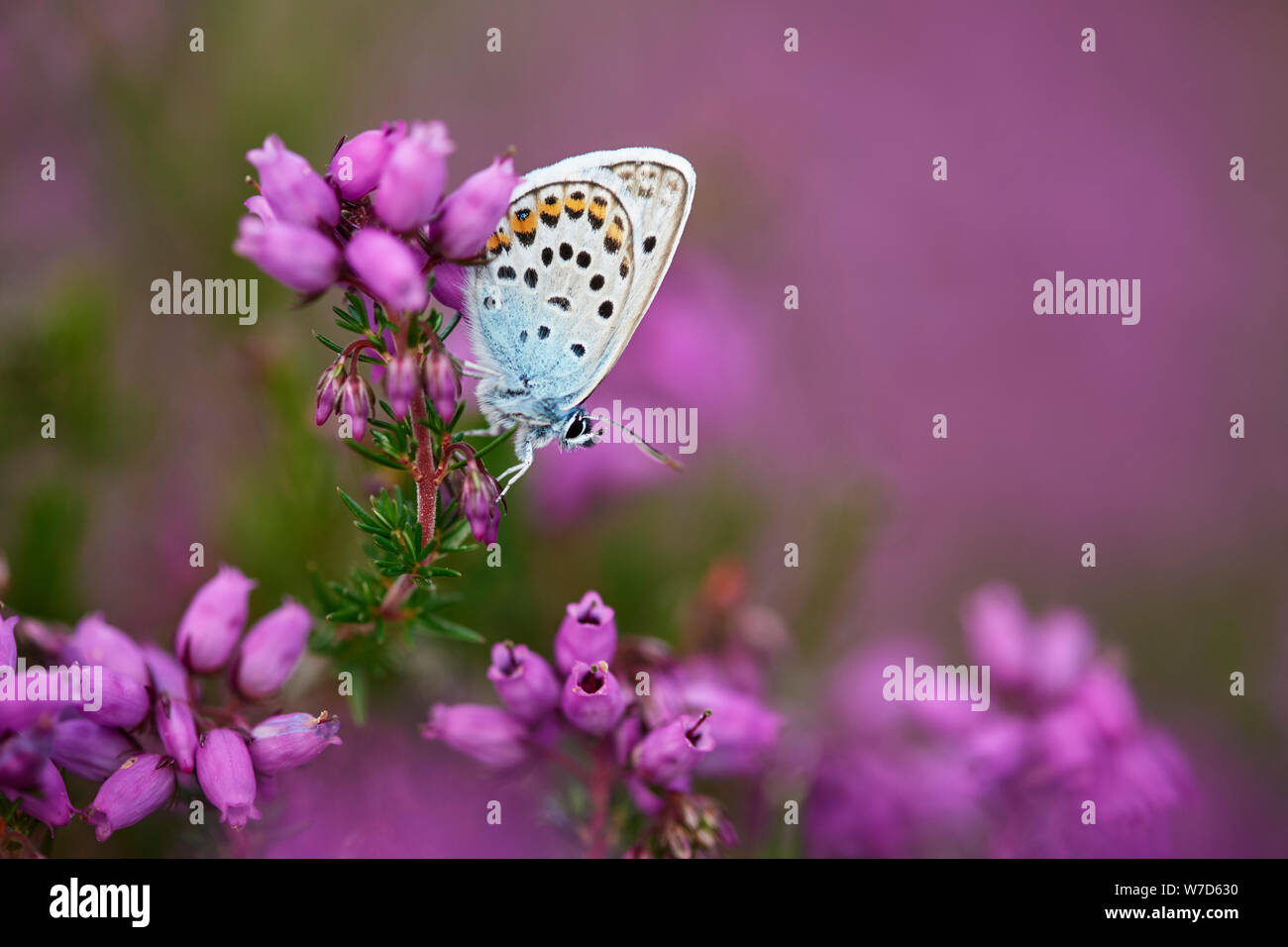 Argento-blu chiodati butterfly (Plebejus argus) REGNO UNITO Foto Stock