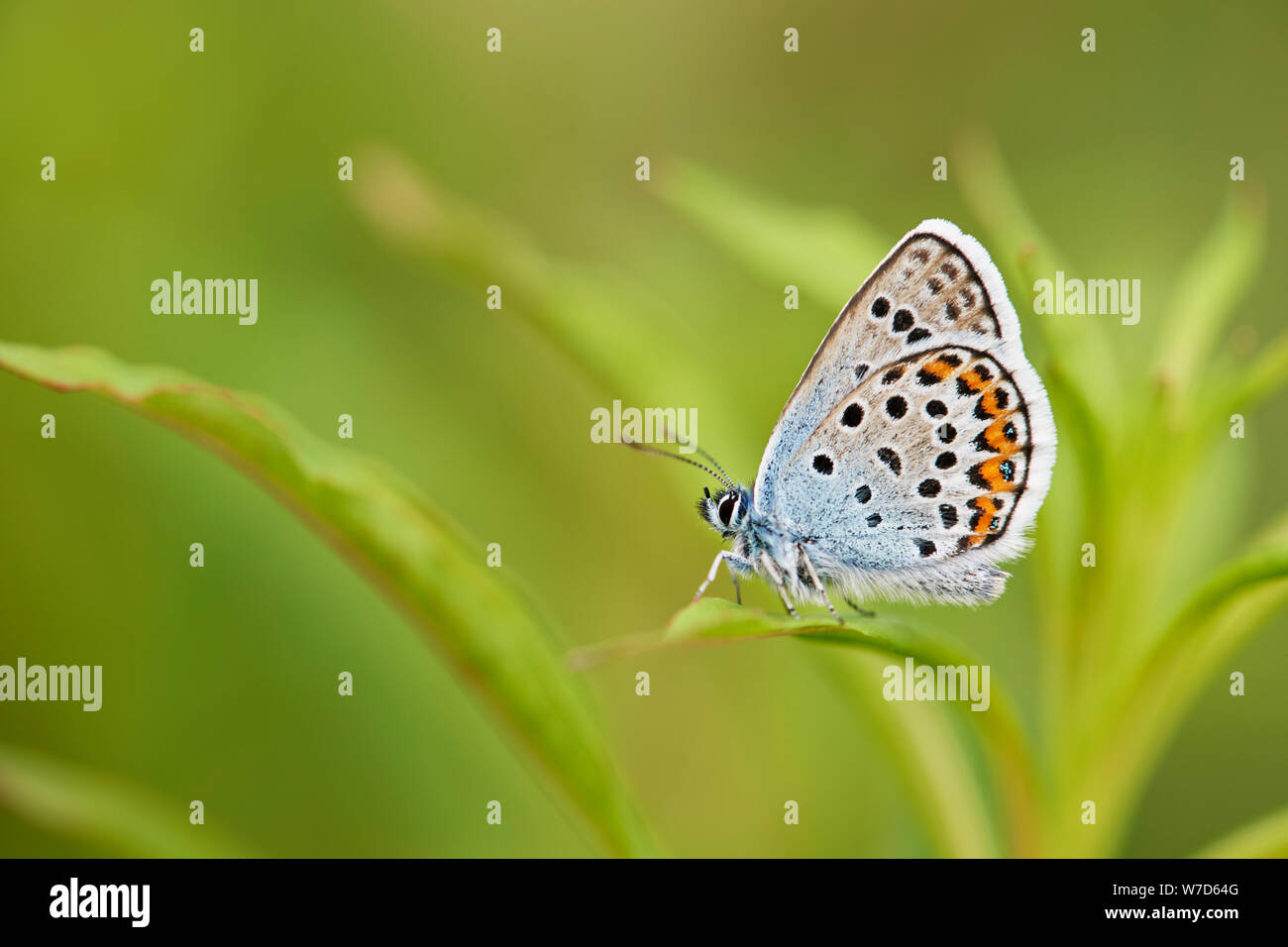Argento-blu chiodati butterfly (Plebejus argus) REGNO UNITO Foto Stock