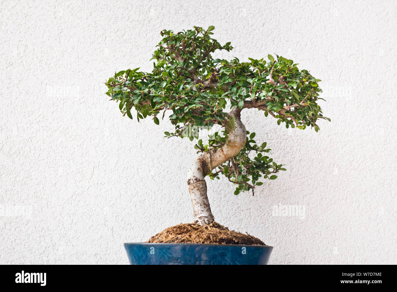 Olmo cinese bonsai sul display nel bel vaso blu Foto Stock