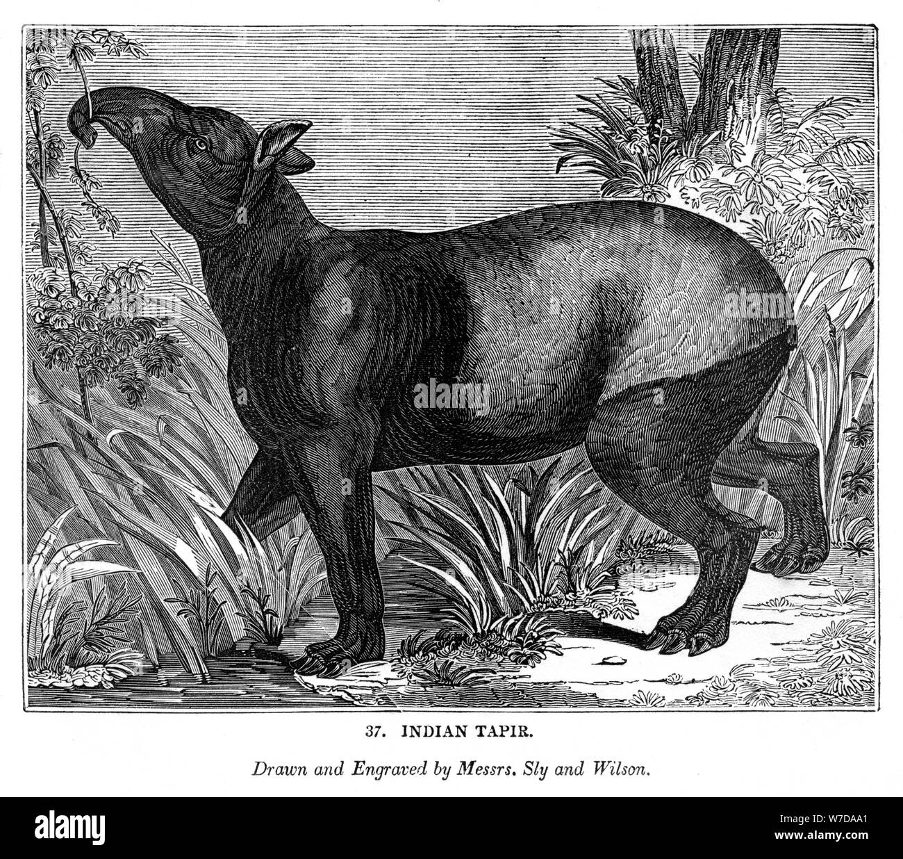 Il tapiro indiano, 1843. Artista: Signori Sly e Wilson Foto Stock