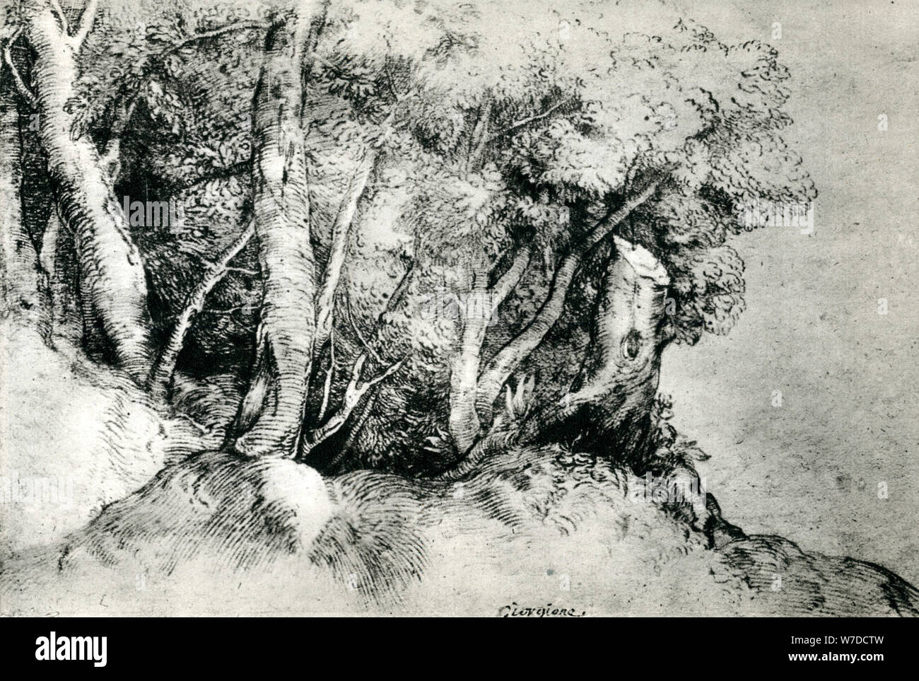 'Paesaggio forestale', c1516-1518, (1937). Artista: Tiziano Foto Stock