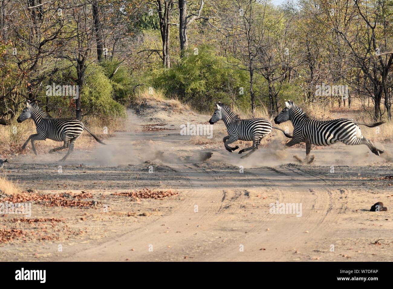 Zebra (Equus quagga) incontrati in safari Liwonde National Park, Malawi in Africa australe. Foto Stock