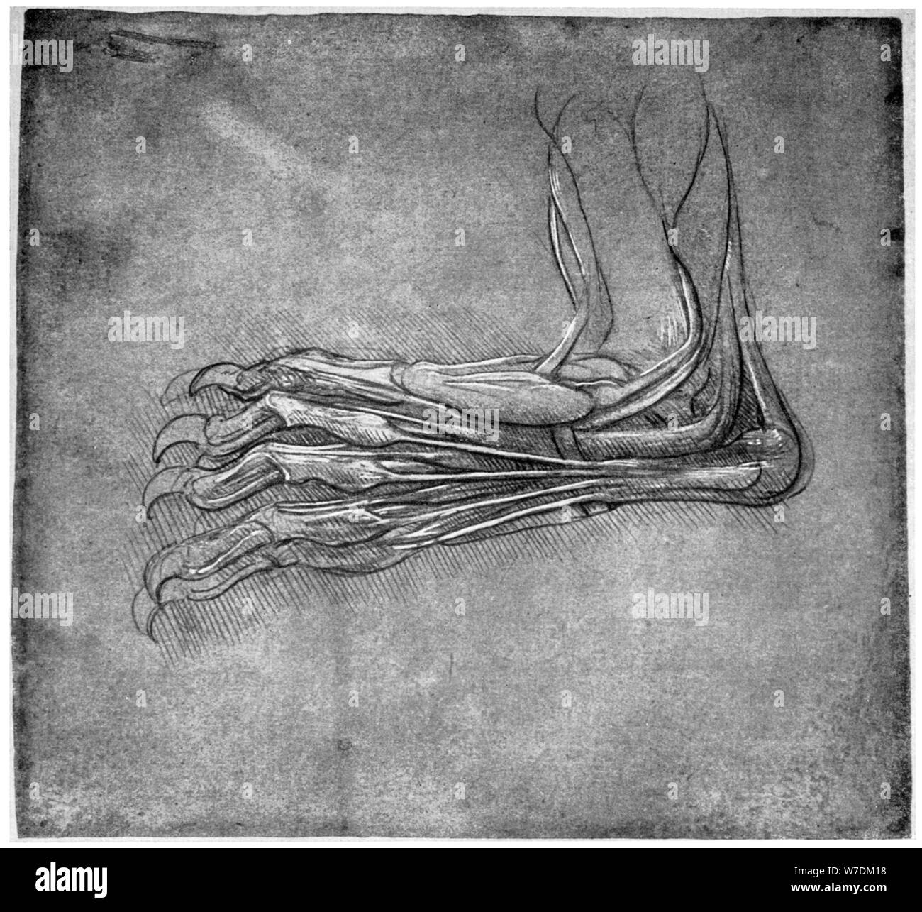 I muscoli e i tendini in un piede, eventualmente di una lepre, tardo XV o inizio del XVI secolo (1954).Artista: Leonardo da Vinci Foto Stock
