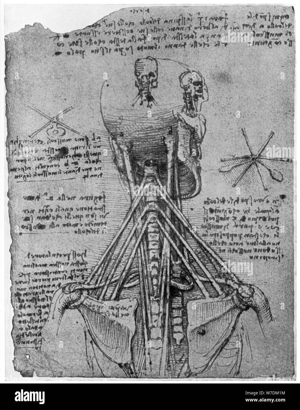 Vista posteriore di uno scheletro che mostra i nervi del collo, tardo XV o inizio del XVI secolo (1954). Artista: Leonardo da Vinci Foto Stock