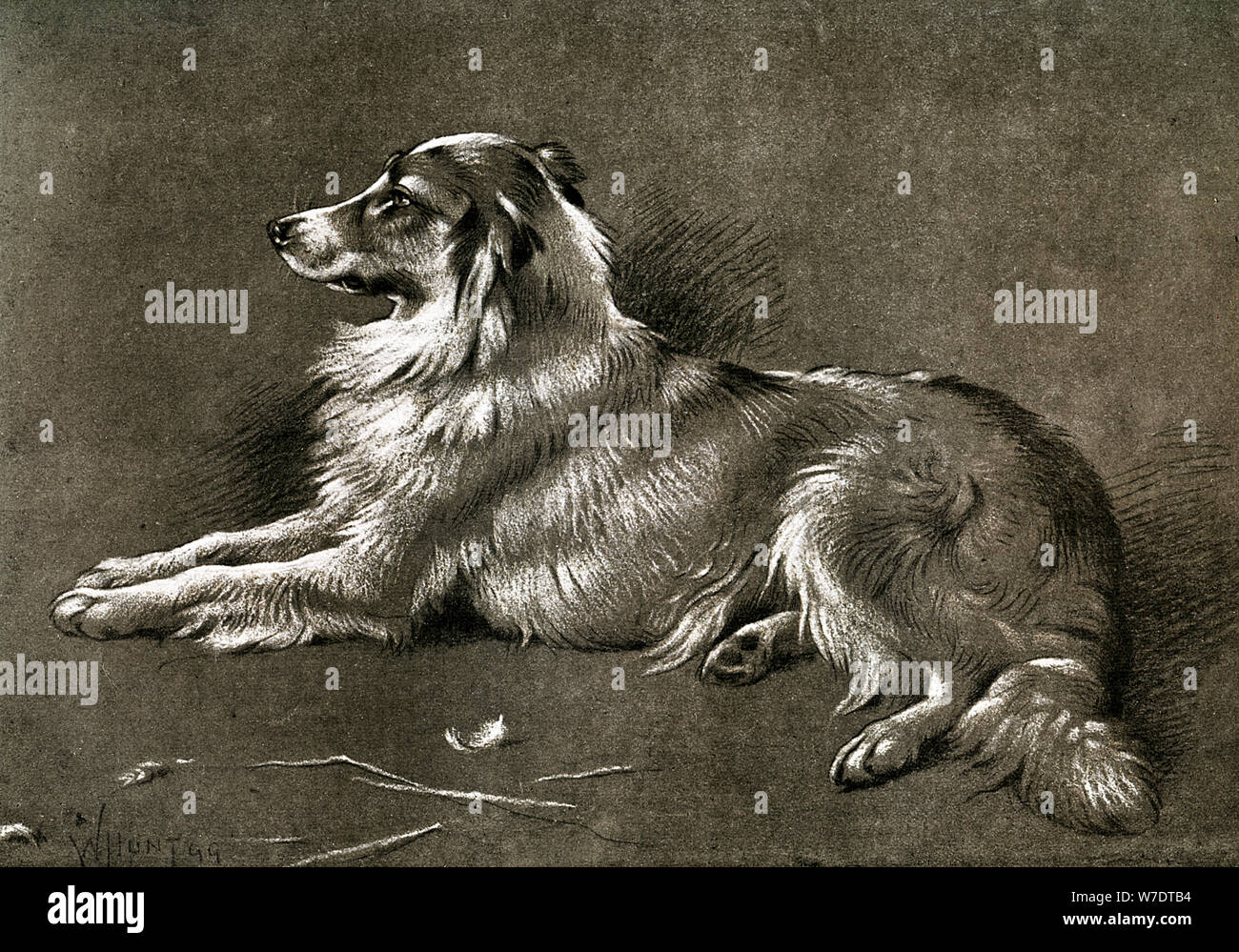 'Un cane di pecora", 1901. Artista: sconosciuto Foto Stock