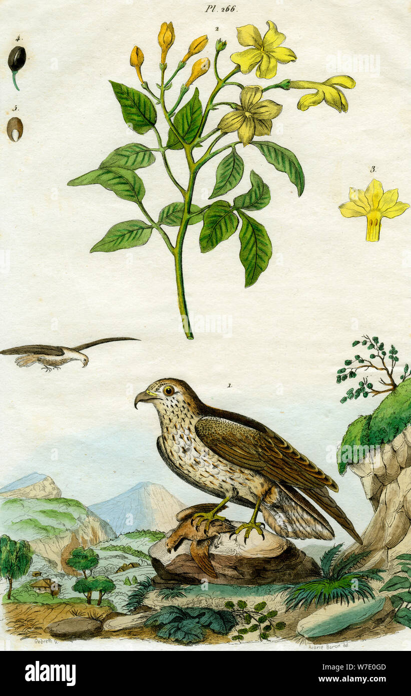 Gelsomino e corto-toed eagle, XVIII o xix secolo(?).Artista: Pedretti Foto Stock