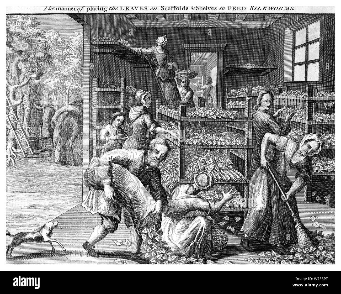 Alimentazione di bachi da seta, XVIII secolo(?). Artista: sconosciuto Foto Stock
