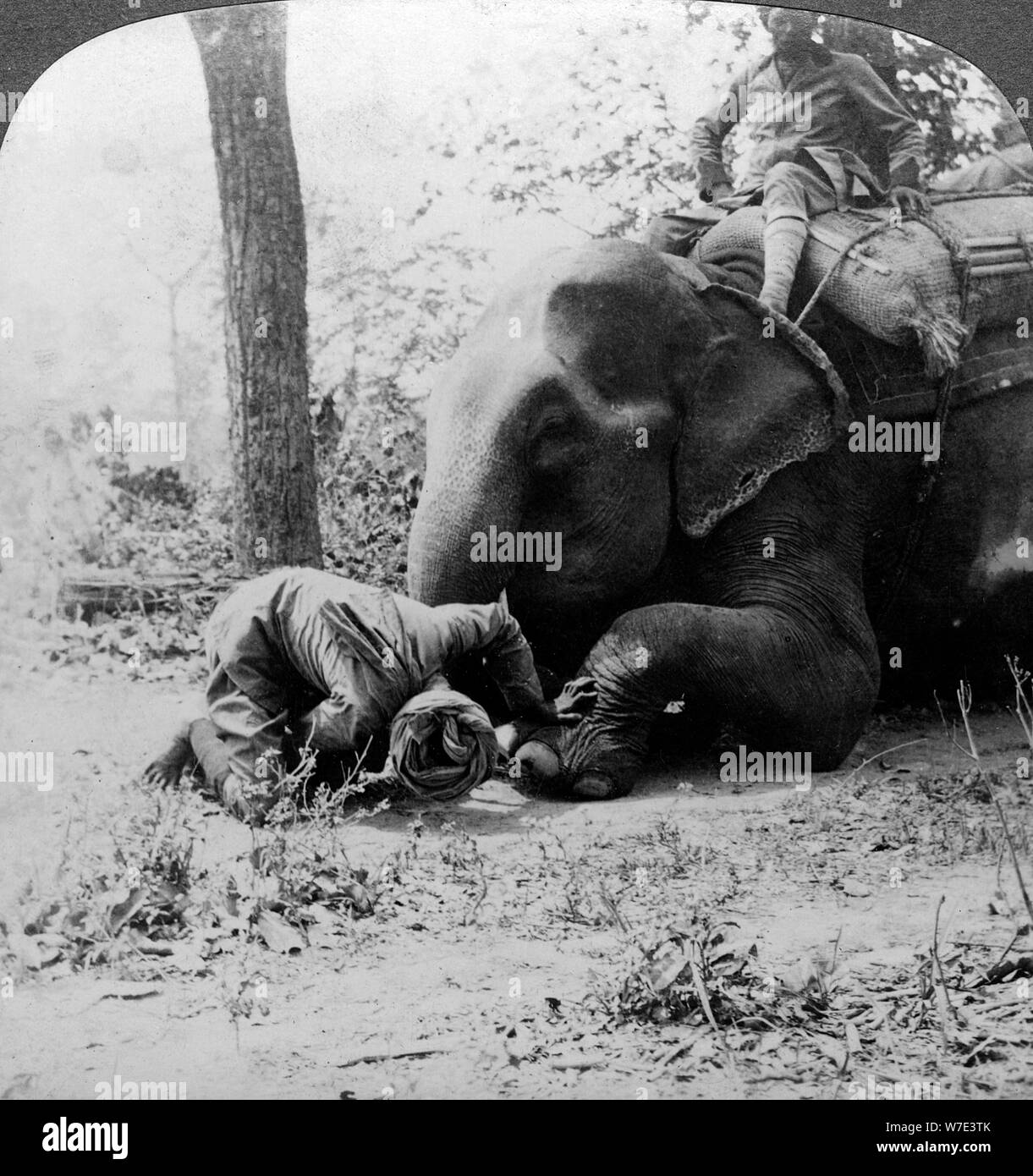 Mahout la rimozione di una spina da un elefante il piede, Behar tiger shoot, India, c1900s(?).Artista: Underwood & Underwood Foto Stock