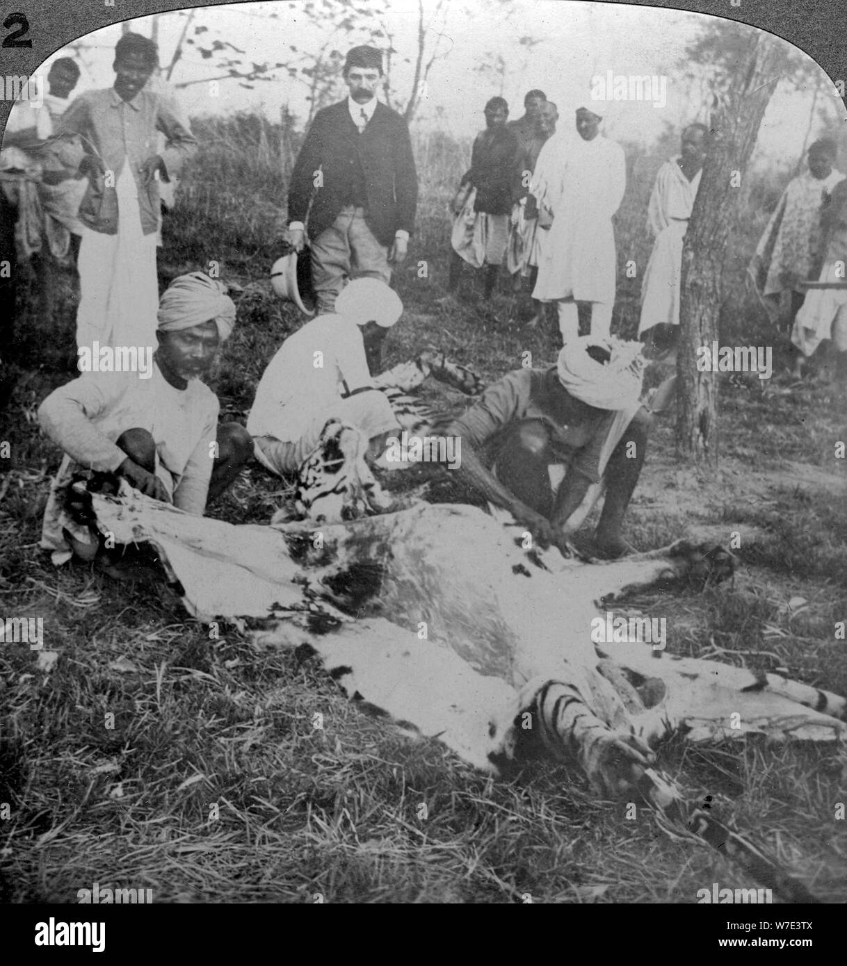 La scuoiatura un morto tiger, sparare del maharajah di Cooch Behar, India, c1900s(?).Artista: Underwood & Underwood Foto Stock
