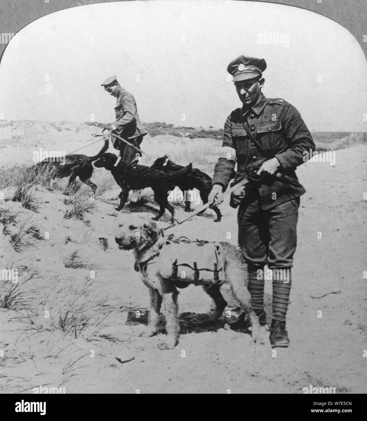 Primo soccorso cani, guerra mondiale I, C1914-c1918. Artista: realistico Viaggi Editori Foto Stock