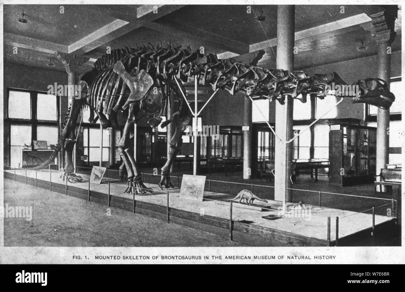 Brontosaurus lo scheletro, il Museo Americano di Storia Naturale di New York, Stati Uniti, nei primi anni del XX secolo(?). Artista: sconosciuto Foto Stock