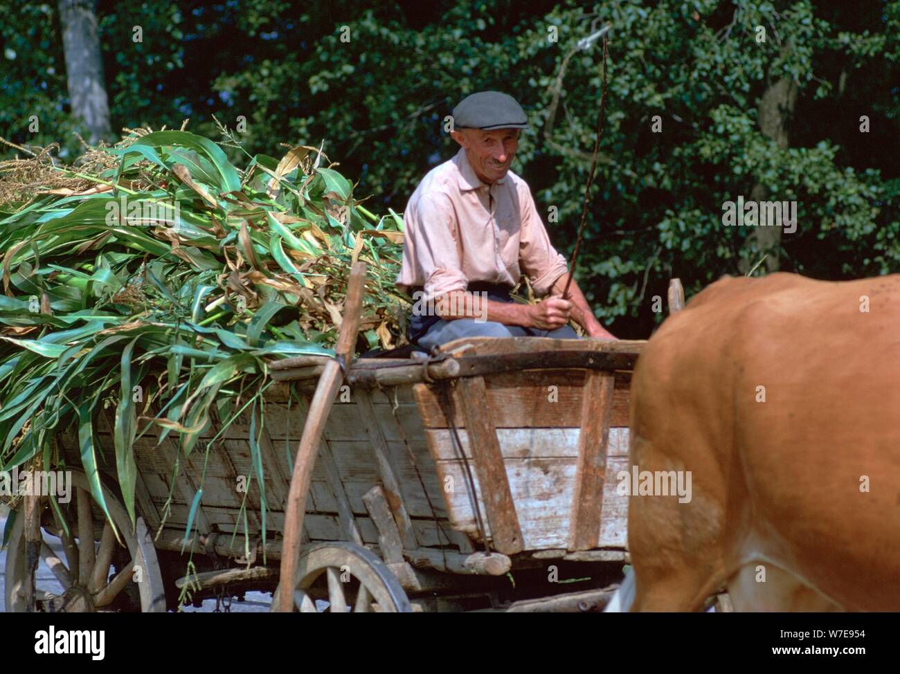 L'agricoltore e il suo carrello in Ungheria. Artista: CM Dixon Artista: sconosciuto Foto Stock