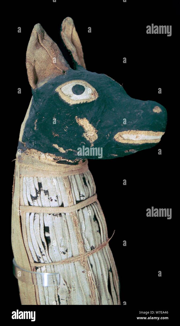 La mummia di un cane forse rappresentante Anubis. Artista: sconosciuto Foto Stock